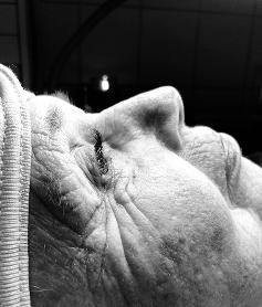 83-åriga svärmor får fina singelfransar